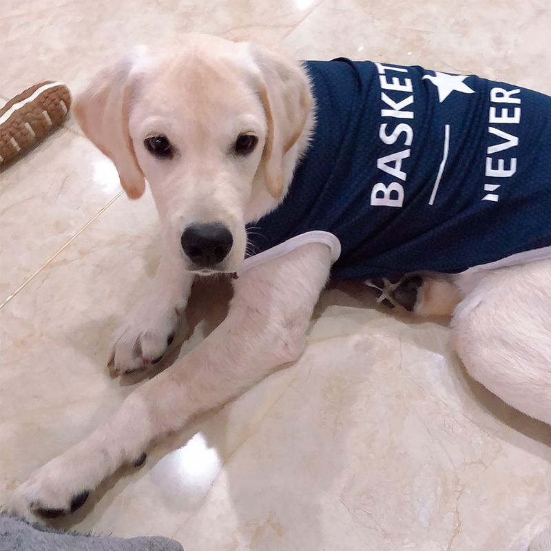 Ropa De Grande Para Adultos Golden Retriever Labrador De Tamaño Mediano Chaleco De Verano Para Perros Mascotas | Shopee México