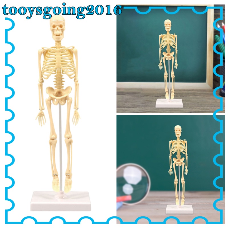 2] modelo de cuerpo humano, demostración del aula de ciencias herramientas  de aprendizaje, exhibición realista de anatomía humana para la enseñanza de  niños | Shopee México