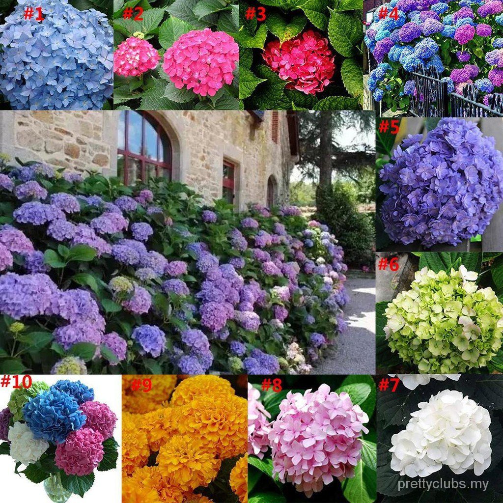 20 pzs/paquete de semillas de hortensias semillas hortensias para el hogar  jardín de plantas CYpW N56g | Shopee México