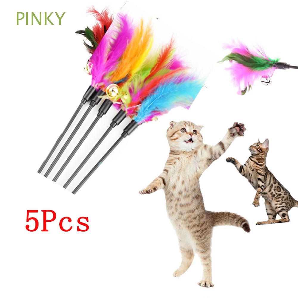 Pinky the cat video