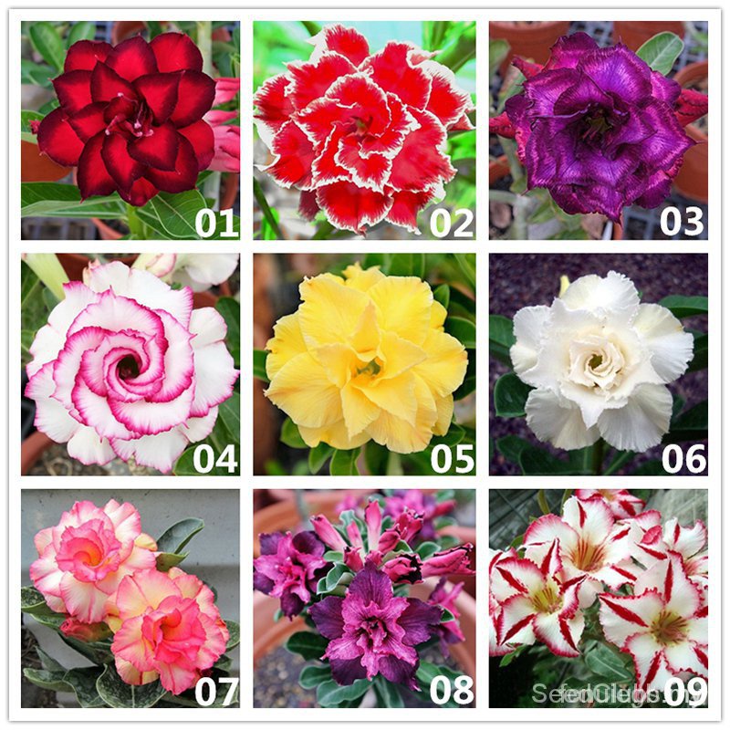 Semillas de flores para interior y exterior, fácil de plantar, color rosa  del desierto, resistente al calor (Adenium obesum) 29Yx | Shopee México