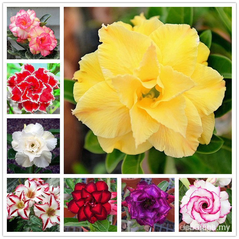 Semillas de flores para interior y exterior, fácil de plantar, color rosa  del desierto, resistente al calor (Adenium obesum) 29Yx | Shopee México