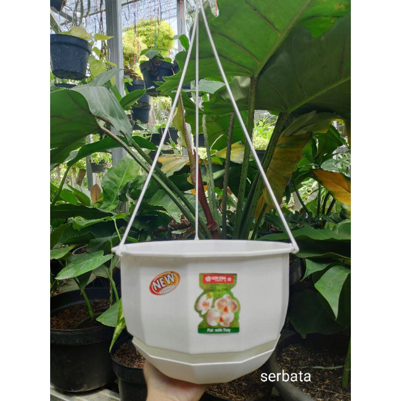 Maceta colgante de Star Gardenia león No. 10 blanco | Shopee México