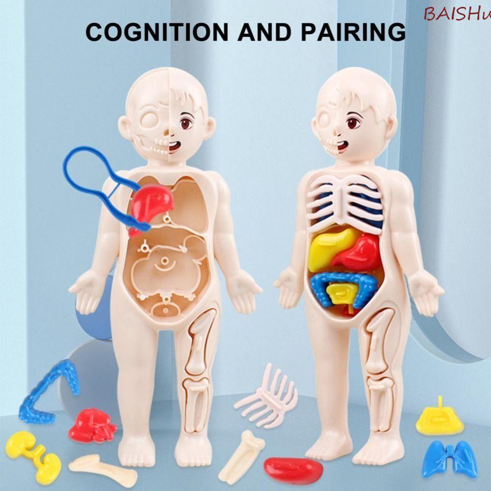 Juguete De Anatomía Del Cuerpo Humano BAISHU Para Niños Creatividad  Aprendizaje Educativo Ensamblado Juguetes Educativos Accesorios Escolares  Herramienta De Enseñanza Modelo De Órgano | Shopee México